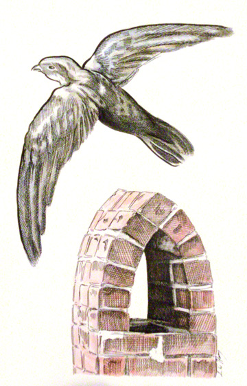 Chimney swift by L. W. Harvey